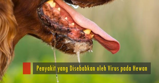 6 Penyakit Yang Disebabkan Oleh Virus Pada Hewan