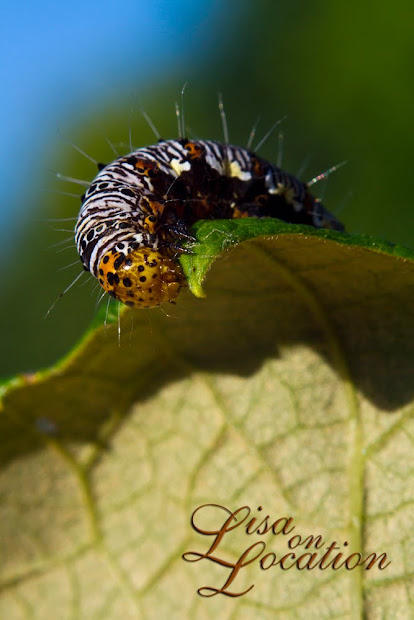 Eight-spotted forester caterpillar