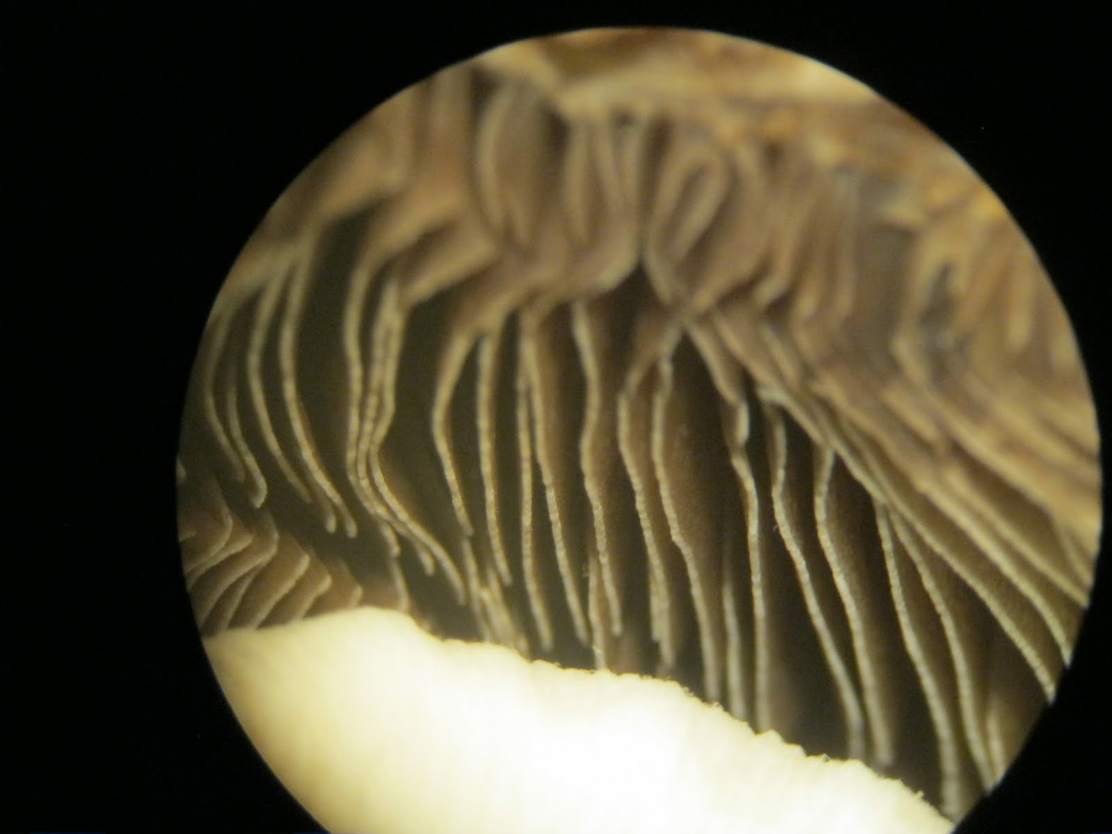 Mrs. Lawson's Biology Class Mushroom Dissection!