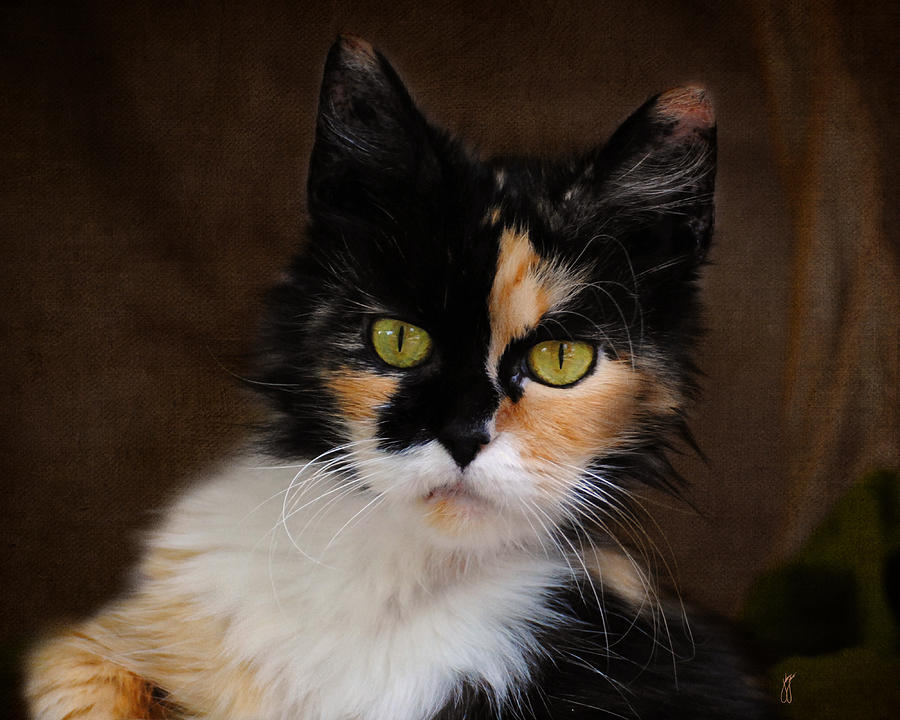 The Amazing Calico Cat Cat Breeds in photographs