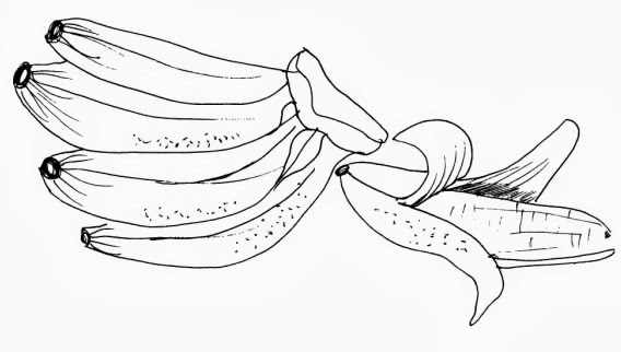 desenho de banana para colorir🍌🍌🍌 