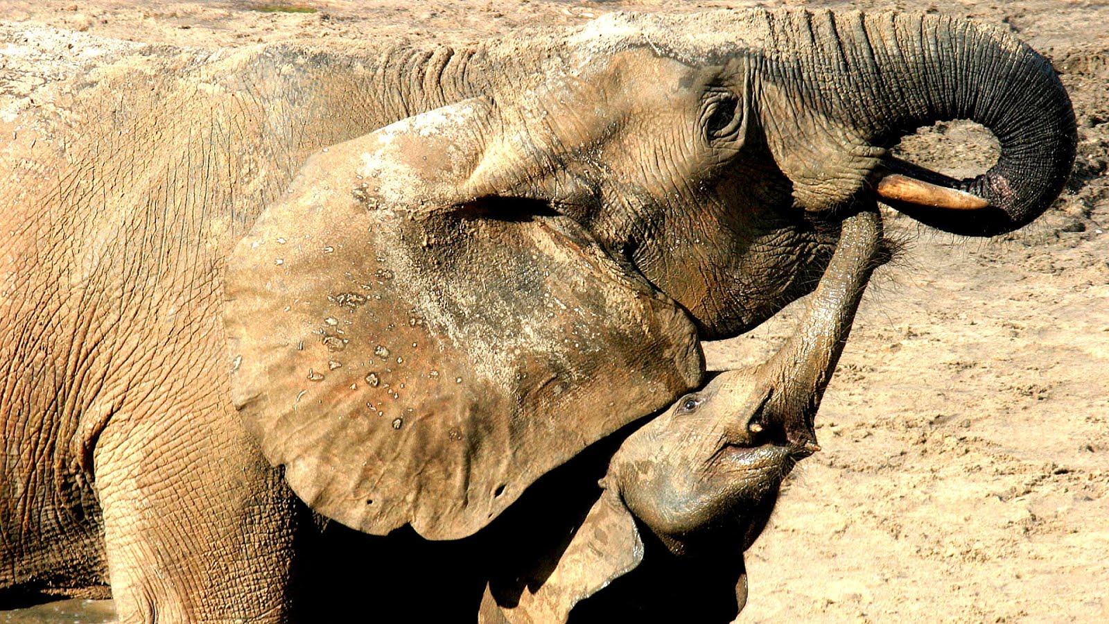 When Did African Elephants Become Endangered - Danger Choices