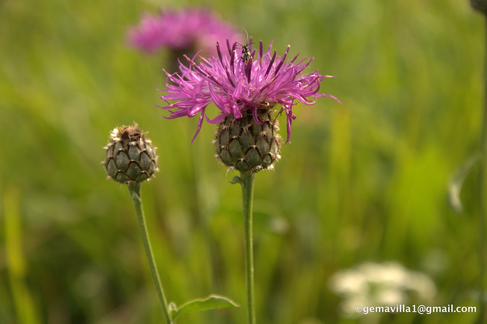 ACIANO DE MONTAÑA Centaurea montana ACIANO DE MONTAÑA Centaurea montana