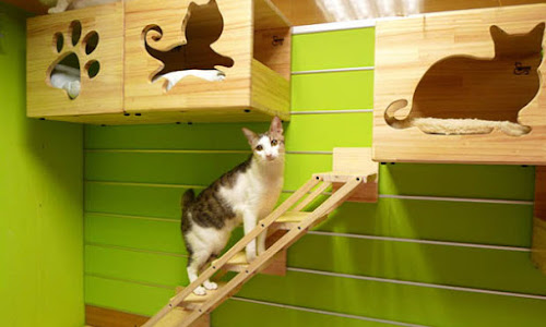 Cubículos para gato en pared Cubículos para gato en pared