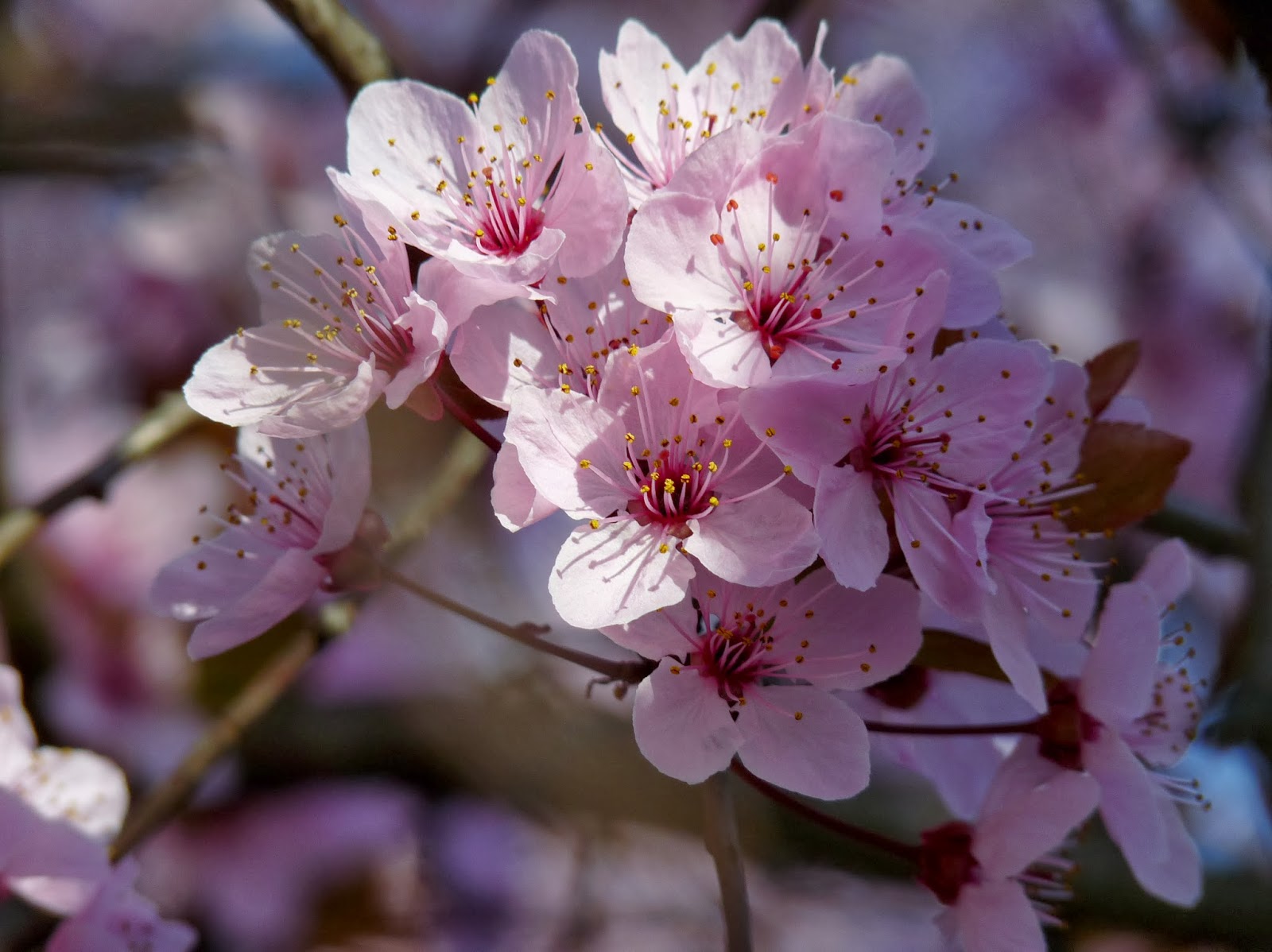 Wallpaper Bunga Sakura Untuk Laptop