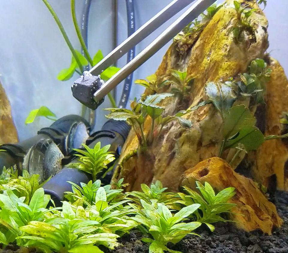 A GAMER'S WIFE 5 Tips for Starting Your First Planted Aquarium