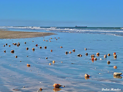Um Mar de conchas na Praia do Cassino