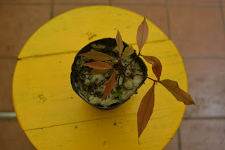 Lichi. Litchi chinensis Lichi. Litchi chinensis