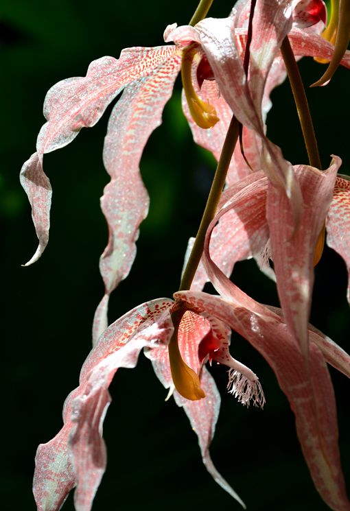 Orchid Daze 2016 | Atlanta Botanical Garden