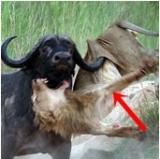 Buffalo gores lion and tosses it into the air after pride attacks