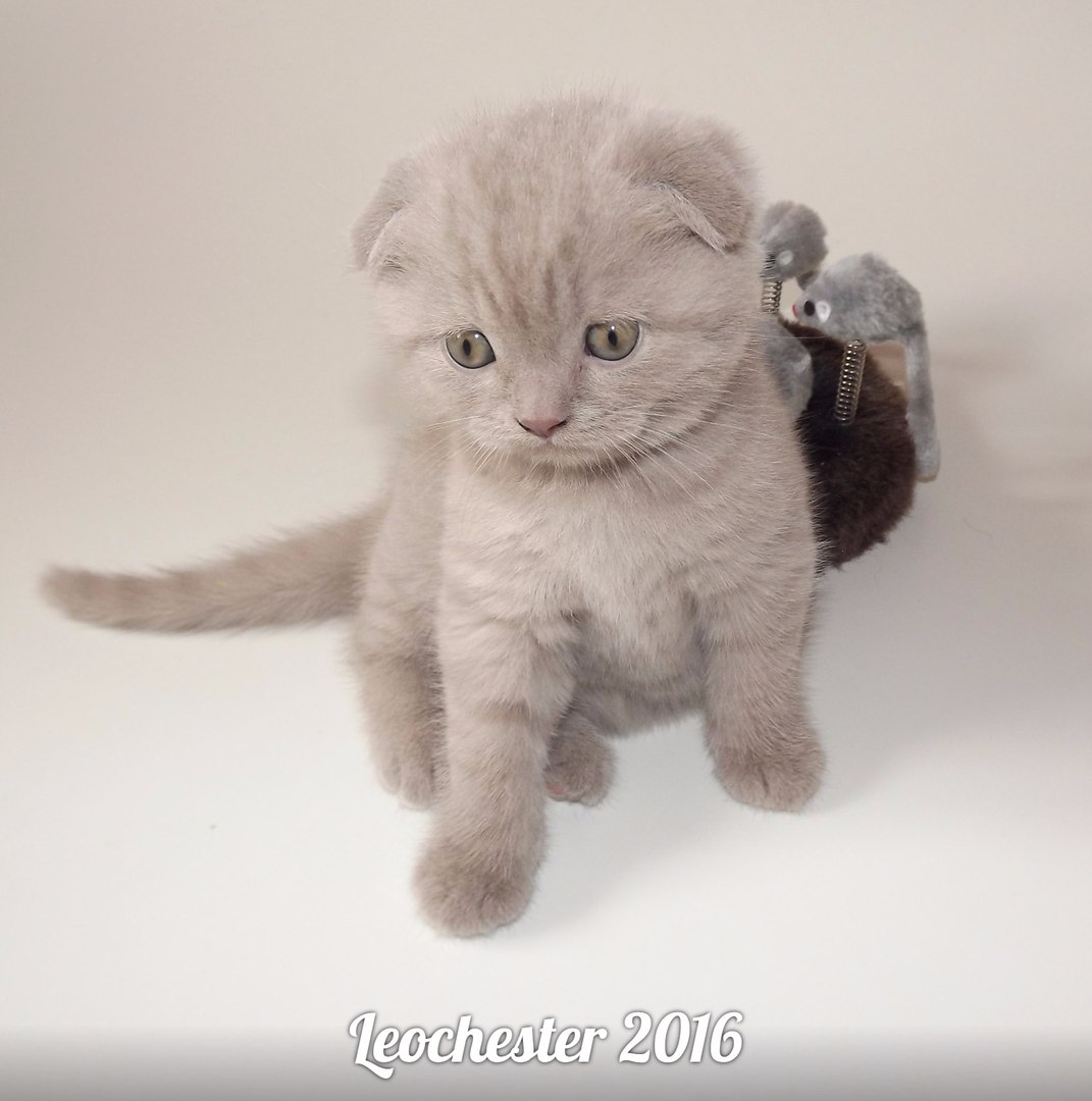 Leo Chester - Питомник шотландских кошек : Котята. Помет В