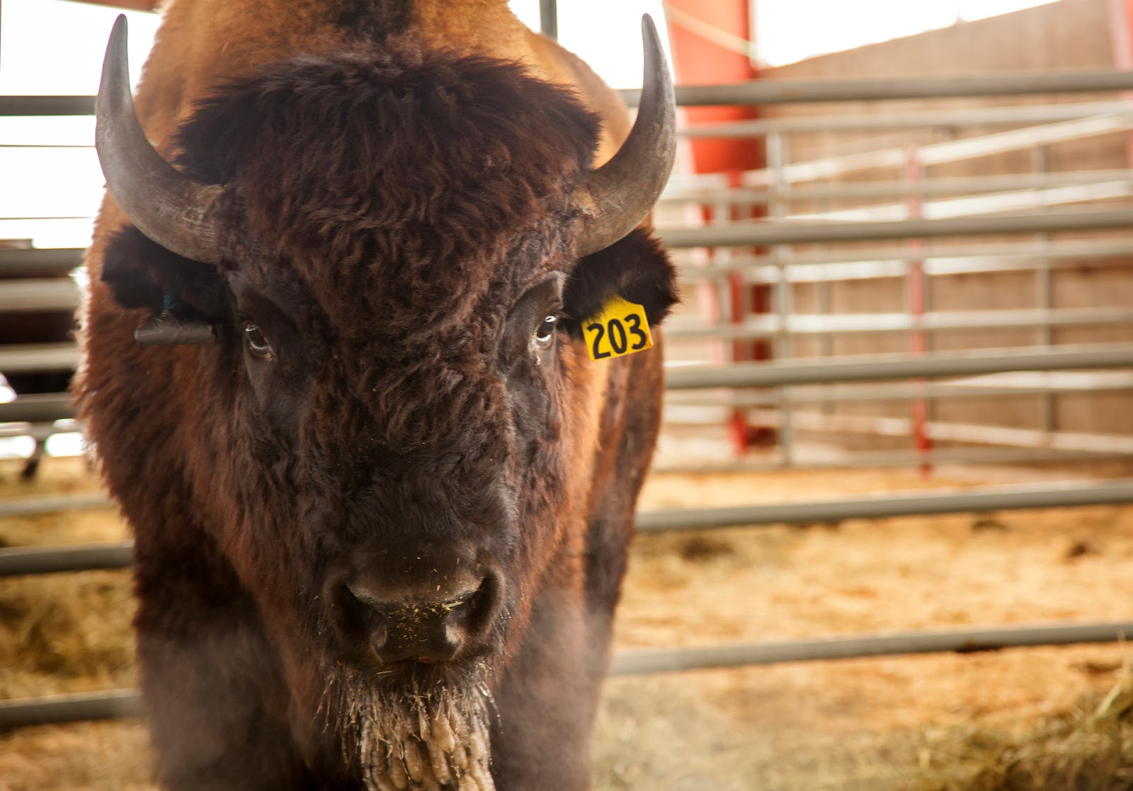 Benjamin Zack Photography Bison Auction