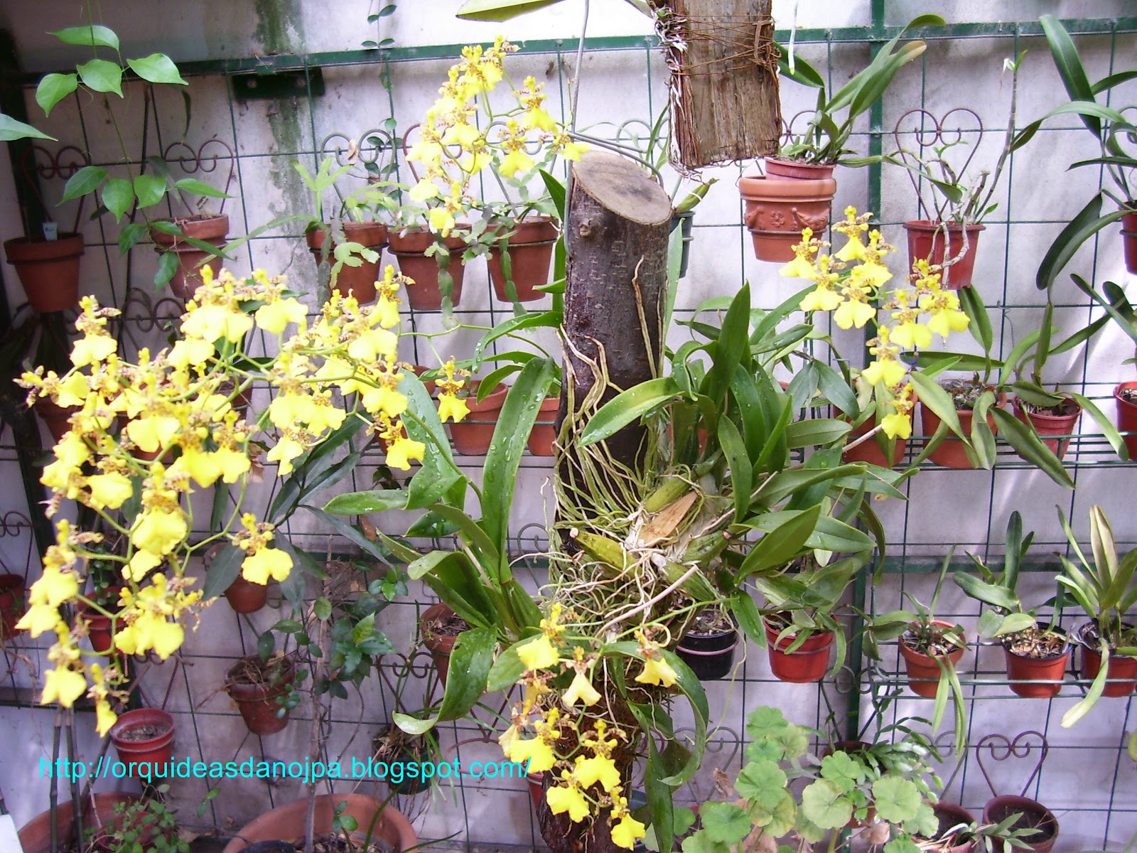 Orquideas danojpa: Oncidium Flexuosum