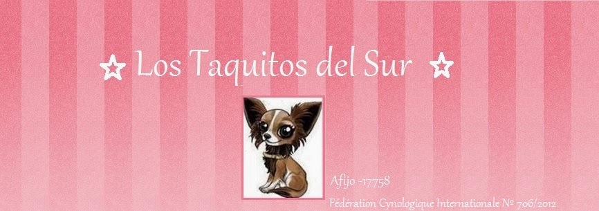 Chihuahuas Taquitos del sur