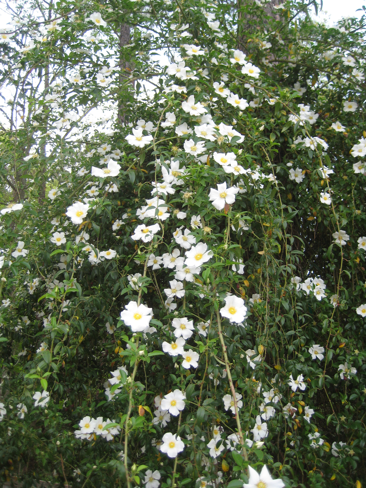 CHEROKEE SPIRIT The Legend of Cherokee Rose