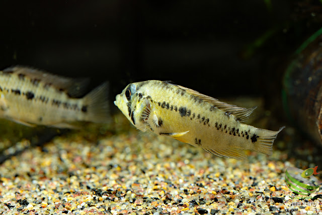 Apistogramma. cf. alacrina (Guayas)