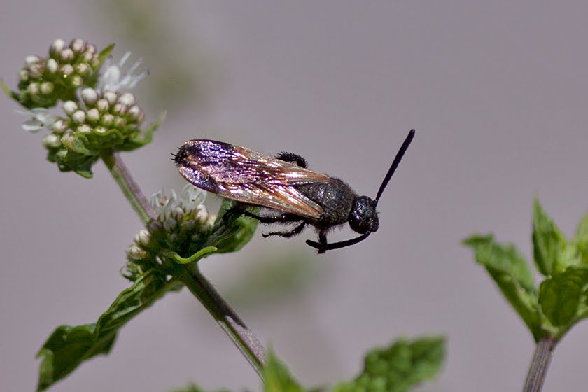 Mint Attracting Insects at Home Focusing on Wildlife
