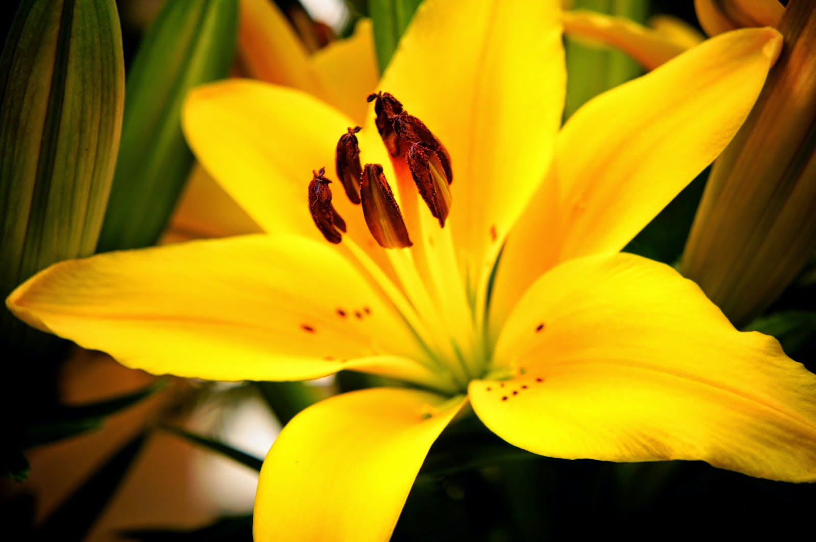 unedited public domain picture of a beautiful yellow flower