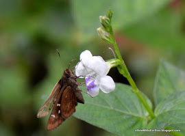 Chinese Violet (Asystasia gangetica) All year esp Sept-Oct