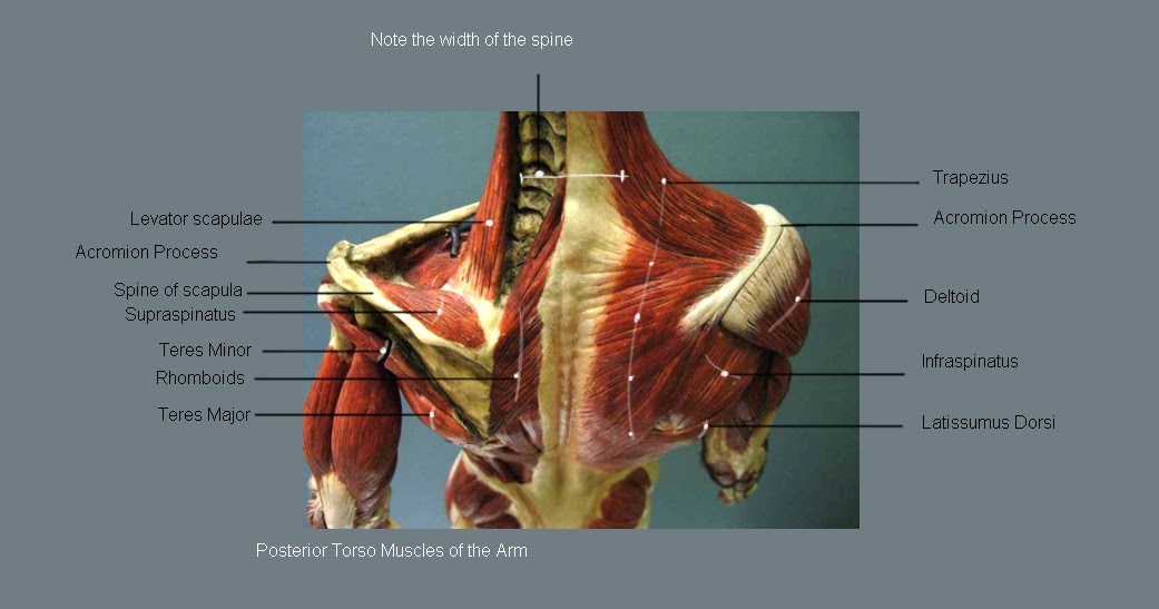 Torso Muscles Posterior / Learn Muscle Anatomy: Trapezius