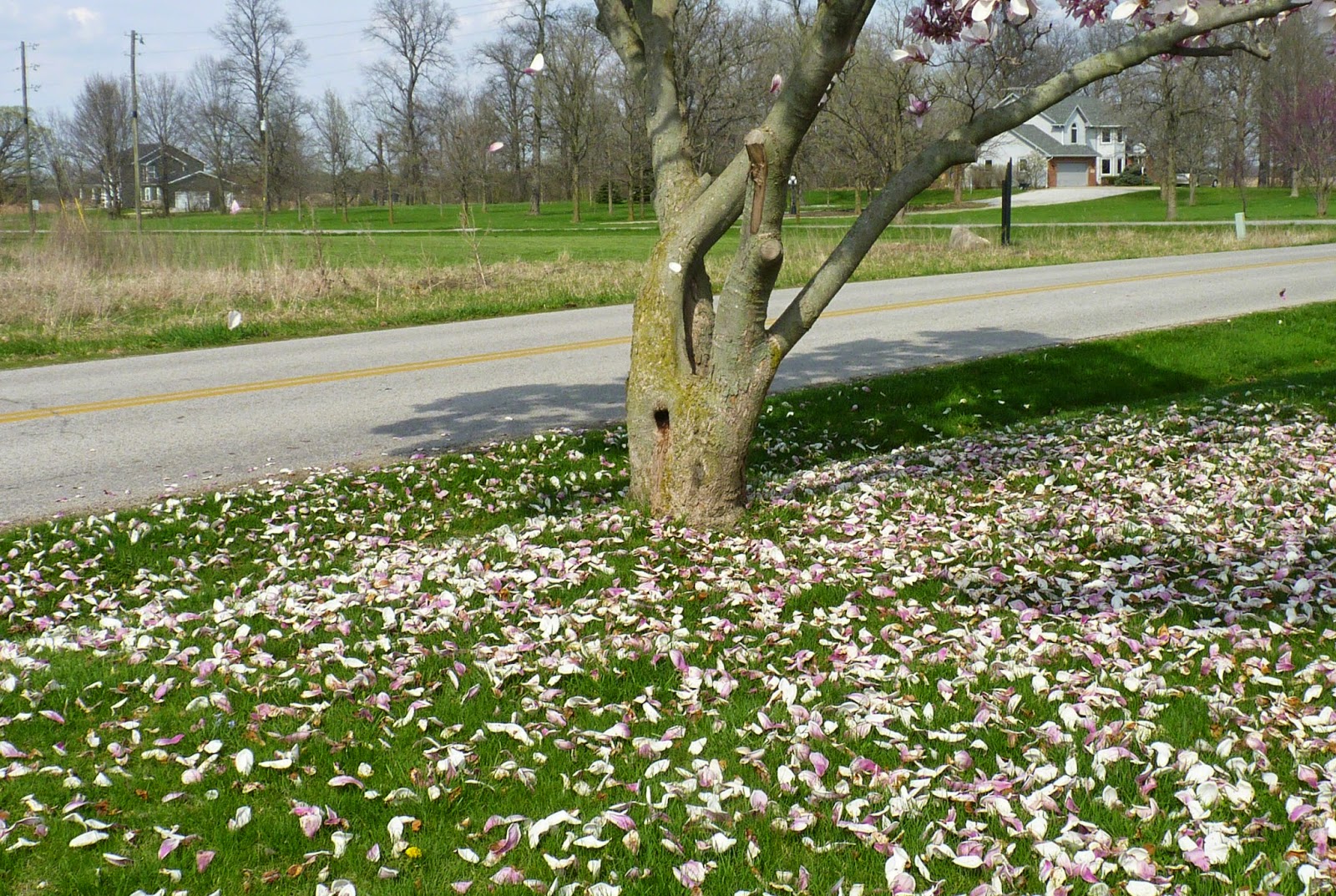 Second Looks How to Photograph Falling Magnolia Blossoms