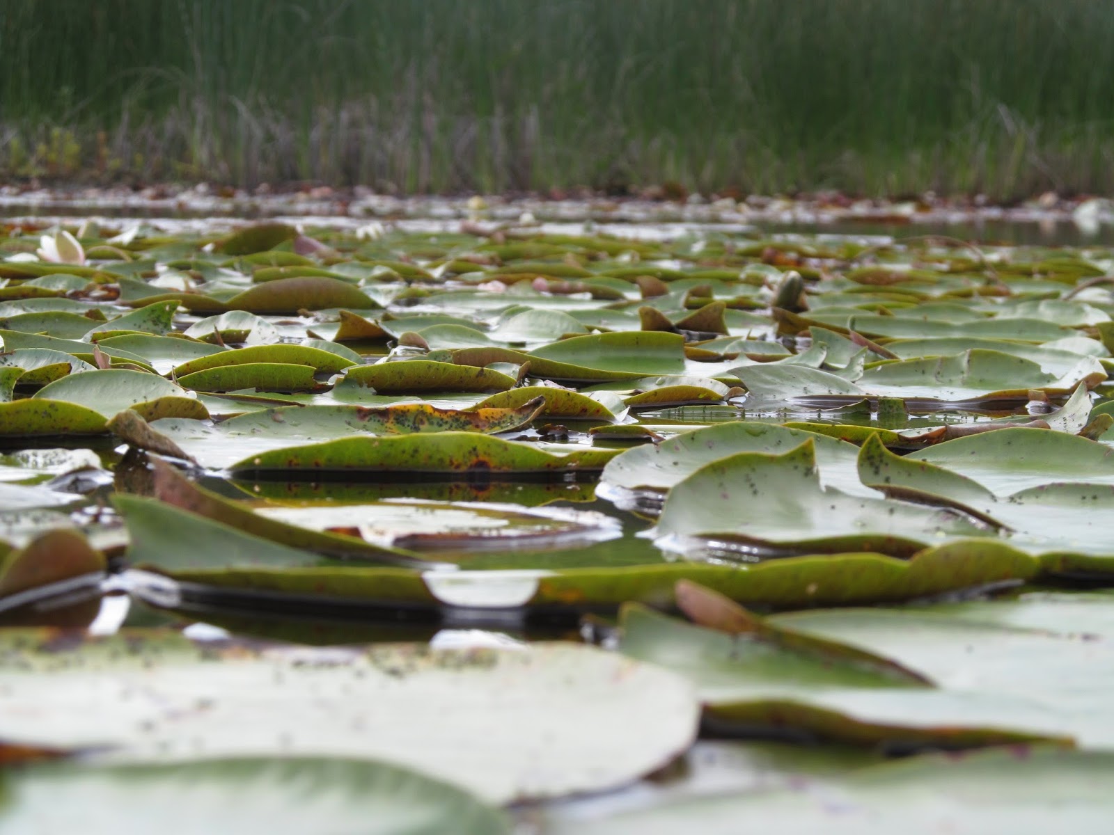 Recreational Kayaking in Maine Great Pond, Cape Elizabeth