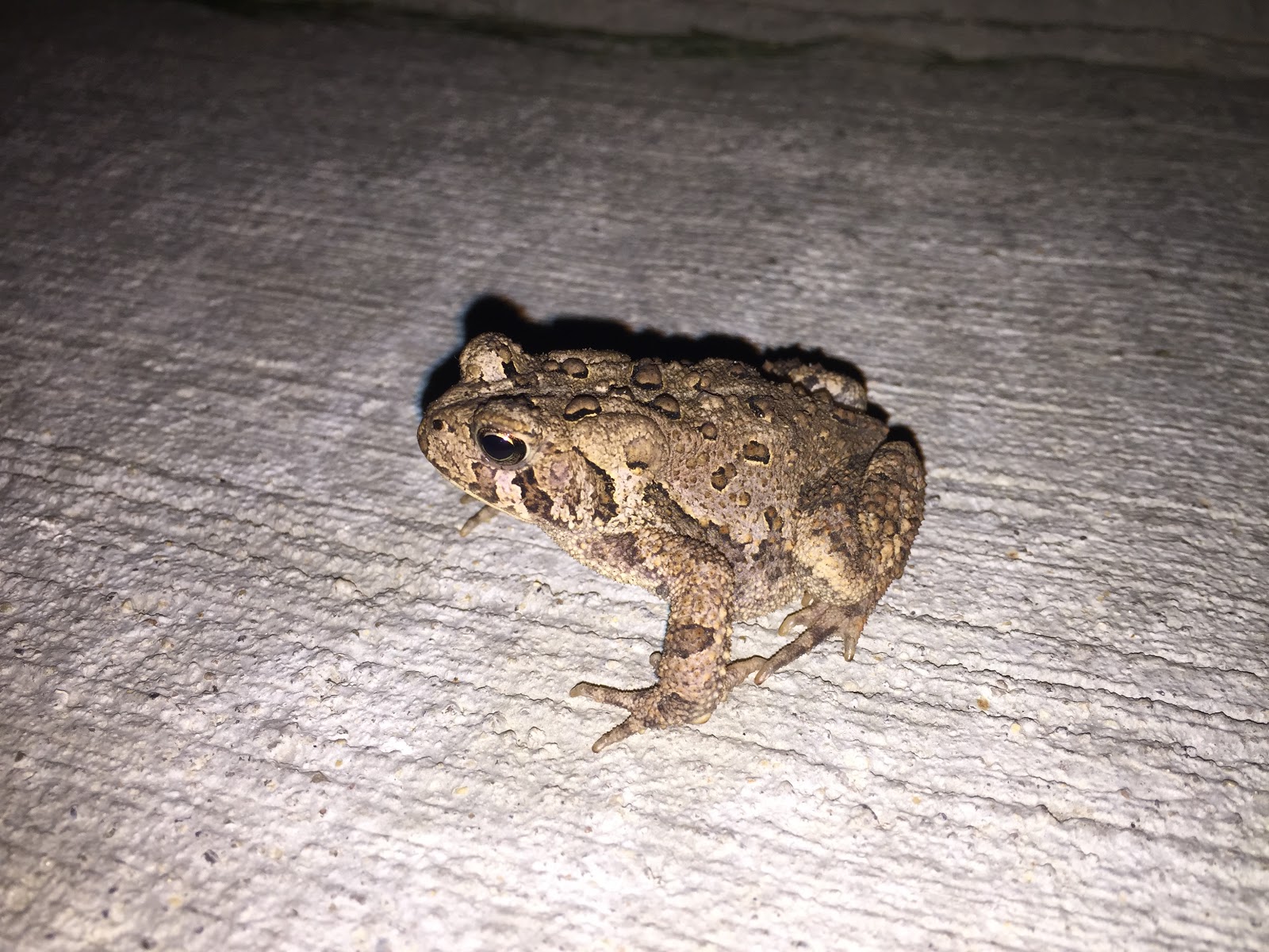 Identify American Toad and Northern Leopard Frog [Backyard Neophyte ...