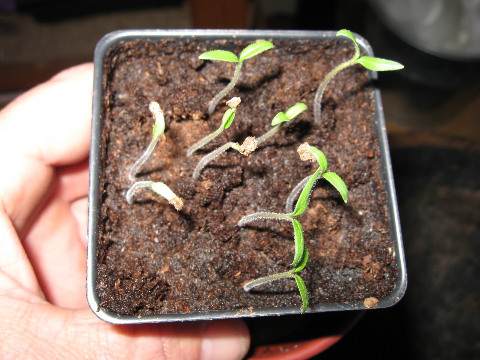 Dusty River Gardens: Checking My Tomato Seeds For Germination part 1