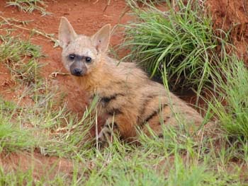 aardwolf animals facts wildlife photographs living eating
