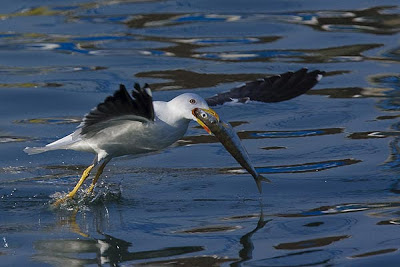 Gaviota sombría pescando