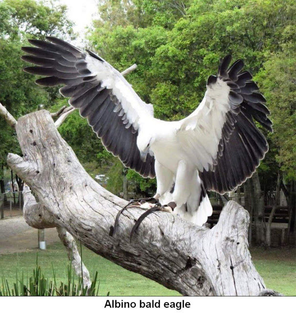 Chuck's Fun Page 2: Just animals - 20 images