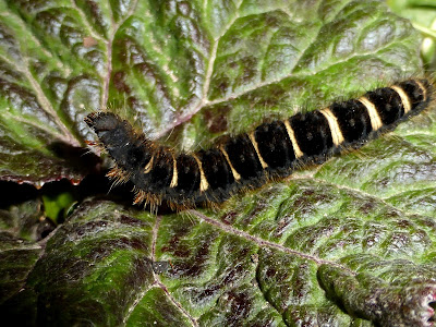 Lemonia taraxaci caterpillar Lemonia taraxaci caterpillar