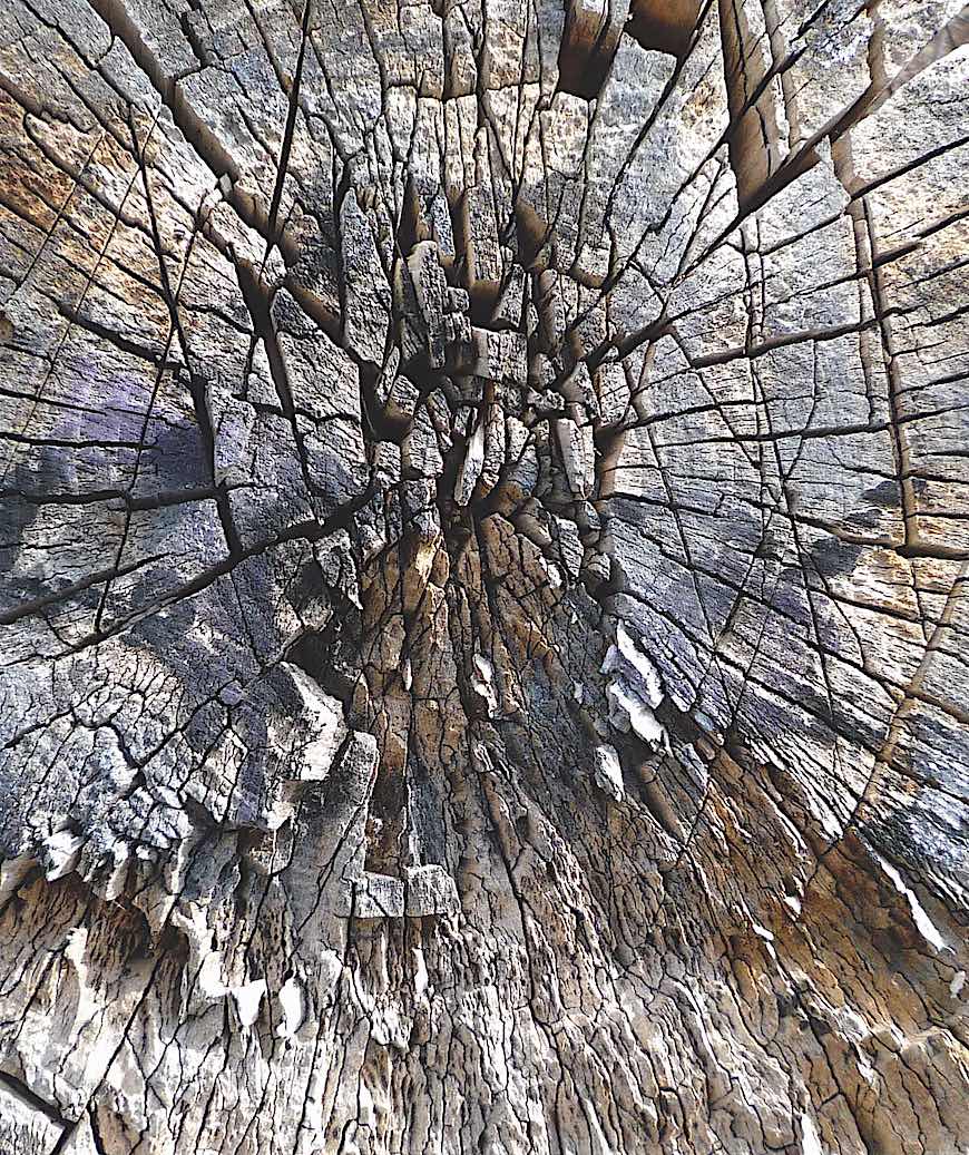 old tree stump old tree stump photograph