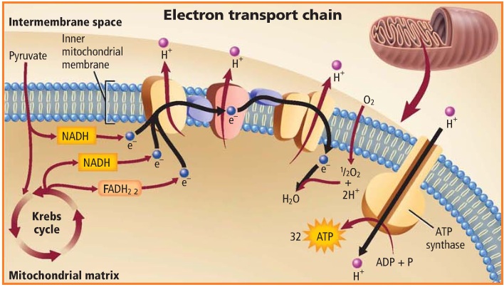 Transpor elektron