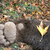  Αστυνομικοί εντόπισαν νεκρή αρκούδα  στην Ε.Ο Ιωαννίνων Κοζάνης 