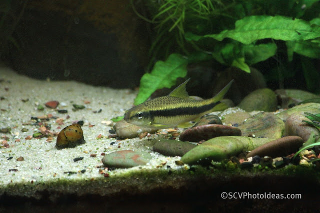 Siamese Algae Eater aka SAE (Crossocheilus siamensis)