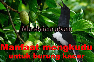 Dongkrak Stamina Burung Kacer Agar Ngotot Di Lomba Dengan Herbal Rebusan Air Mengkudu Maskicau Net