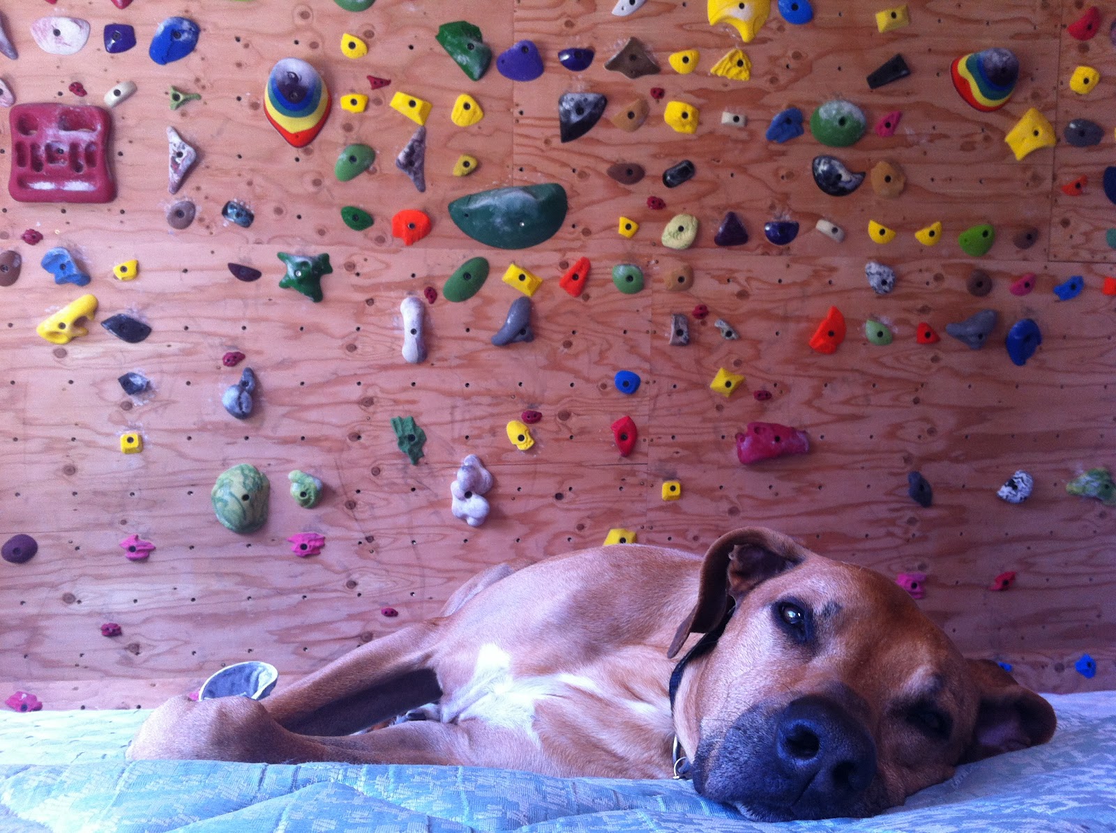 dogs love woodies Home climbing wall, Climbing wall, Bouldering wall