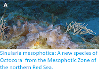 https://sciencythoughts.blogspot.com/2017/06/sinularia-mesophotica-new-species-of.html