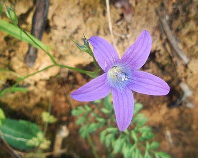 Campanilla silvestre color lila (Campanula patula)