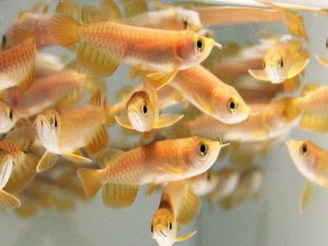 Gambar Ikan Arwana Golden Red