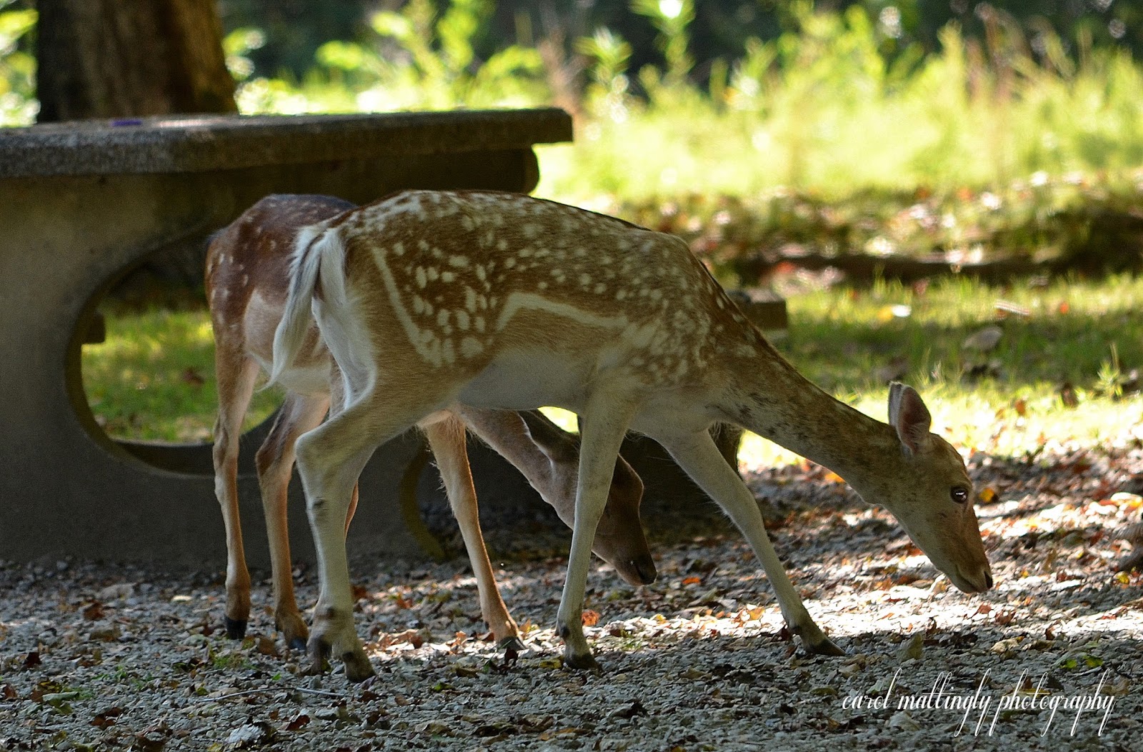 Carol Mattingly Photography Fallow Deer, Land Between the Lakes