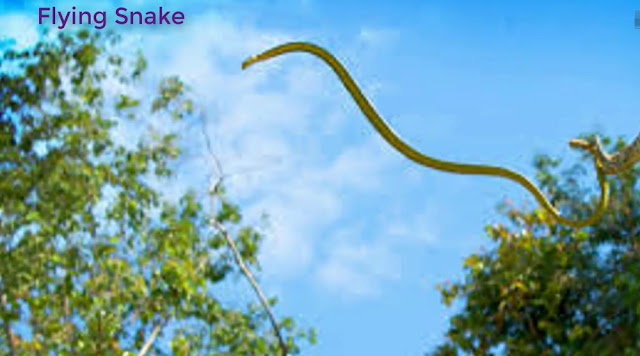 ডানা না থাকা সত্ত্বেও উড়তে পারে এমন ৫ টি আজব প্রাণী। 