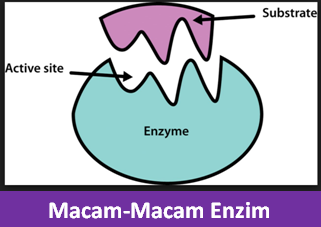   kali ini dalam pembelajaran bidang Biologi akan membahas tentang jenis Memahami macam-macam enzim beserta fungsinya