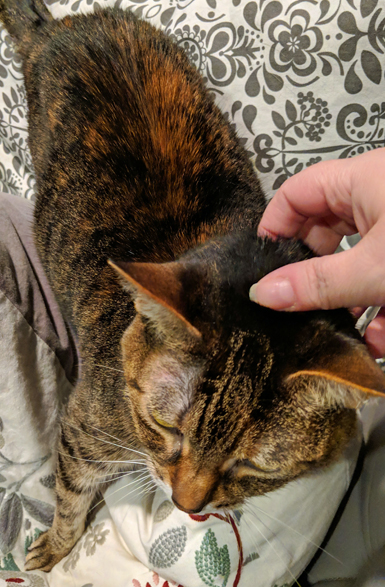 image of Sophie in the same place, while I scratch her head