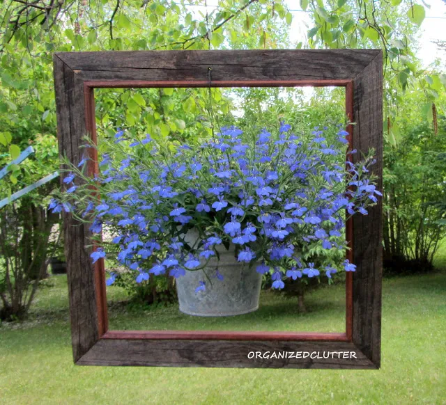 Picture perfect framed potted plants - a gorgeous idea hung from trees, by Organized Clutter, featured on I Love That Junk