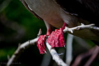 Red Footed Boobie, Genovesa Island, Galapagos