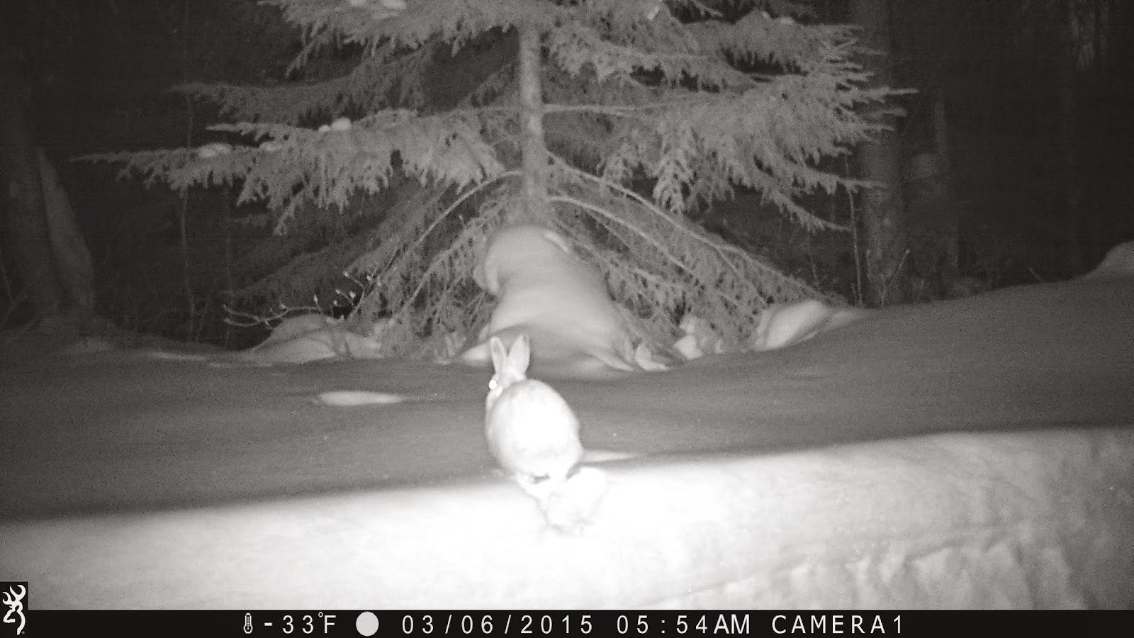 Real Sightings Of The Easter Bunny