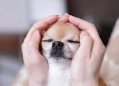 Reiki para Animais