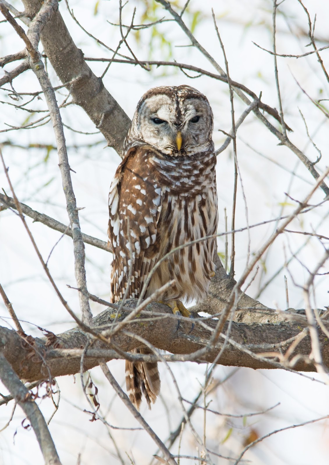 PHOTOGRAPHY BY DEB HIRT Oklahoma Breeding Bird Species Profile Barred Owl